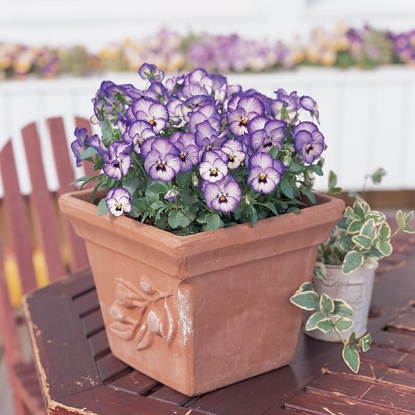 Picture of Viola - Grandissimo Series F1 - Icy Blue